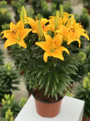 Infinite Green Lily Plant