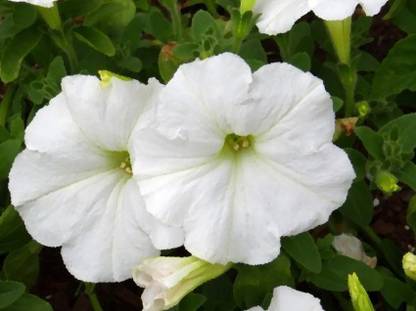 Green World PETUNIA GRANDIFLORA WHITE FLOWER SEEDS FOR KITCHEN GARDENING (100 SEEDS) Seed