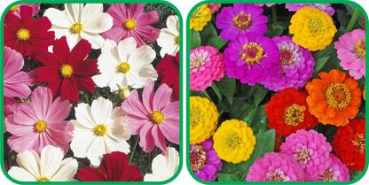 Aero Seeds Zinnia Mix Color (50 Seeds)And Cosmos Mix Color (50 Seeds) Flower Seeds Pack Seed
