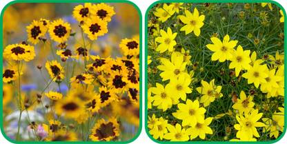 Aero Seeds Coreopsis Mix Color (50 Seeds) And Calliopsis (Tinctoria) Mix Color (50 Seeds) Flower Seeds Pack Seed
