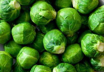 PLANTZON Brussels Sprout Seed