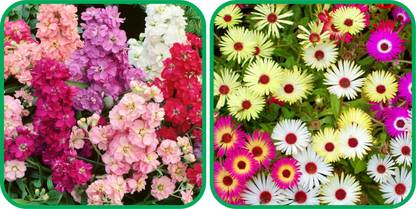 Aero Seeds Ice Flower Mix Color (50 Seeds) (50 Seeds)And Stock Mix Color (50 Seeds) Flower Seeds Pack Seed