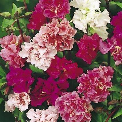 Green World CLARKIA MIX FLOWER SEEEDS Seed