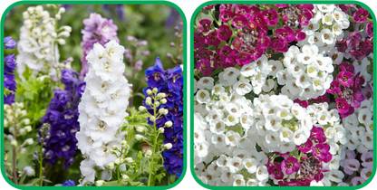 Aero Seeds Lupin Mix Color (50 Seeds) And Delphinium Mix Color (50 Seeds) Flower Seeds Pack Seed