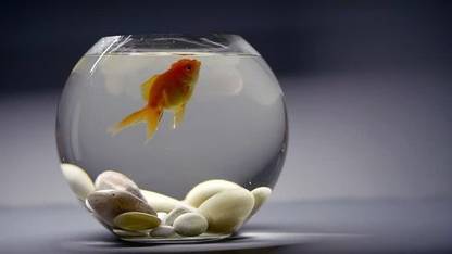 Gouri Creations 5.8 L Fish Bowl