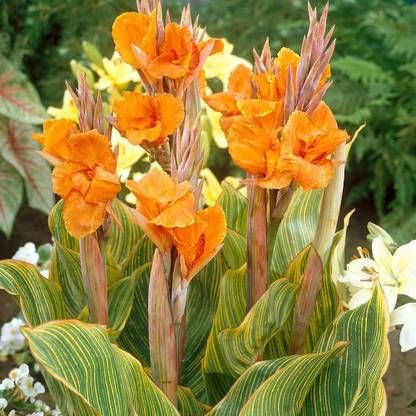 natikrd Canna Lily Plant