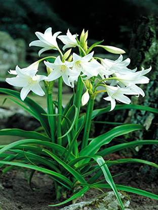 Infinite Green Lily Plant