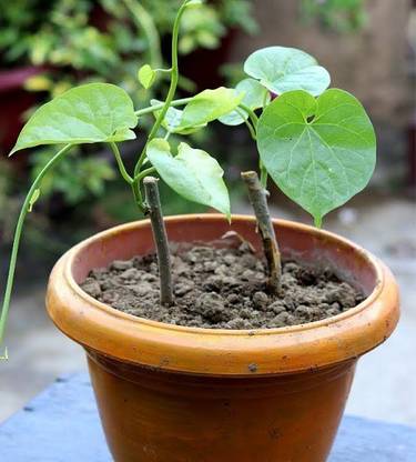 NATURE WISE YOU Giloy Plant
