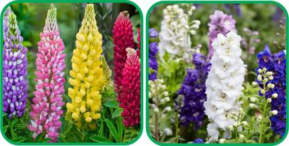 Agrey Delphinium Mix Color (50 Seeds) And Lupin Mix Color (50 Seeds) Flower Seeds Pack Seed