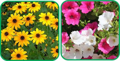 Aero Seeds Petunia Mix Color (50 Seeds) And Sunflower Miniature (50 Seeds) Flower Seeds Pack Seed