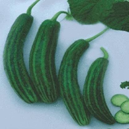 PRADHAM SEEDS Cucumber Seed