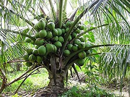 Sanaoley Seeds Nariyal Seed