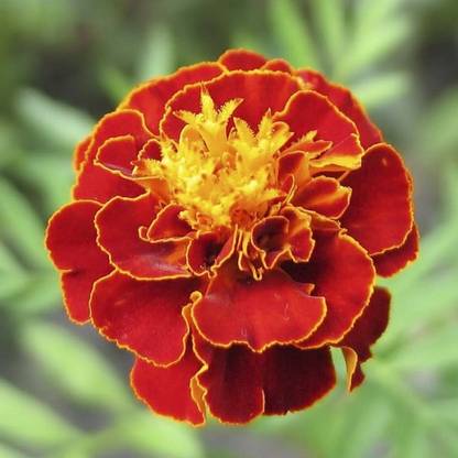 Green World TAGETES NANA PETULA SCARLET RED FLOWER SEEDS Seed