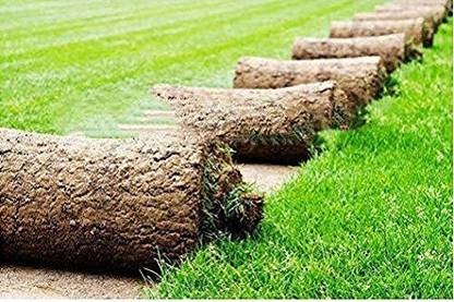 Green World IMPORTED ENGLISH TUFF GRASS SEEDS Seed