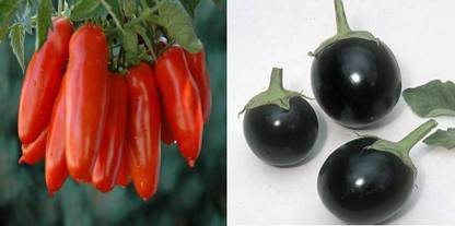 xcentax CHU - CHU brinjal, TOMATO SAN MARZANO Seed