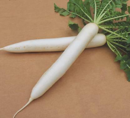 Chalisa Raddish, Raphanus sativus Seed