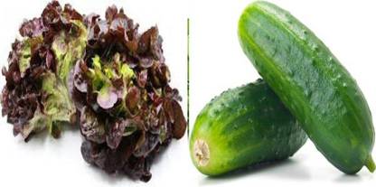 xcentax Cucumber, Lettuce Salad (Oak Leaf Red) Seed