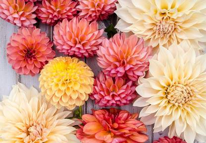 U-GROW INDIA PINK DAHLIA DOUBLE FLOWER Seed