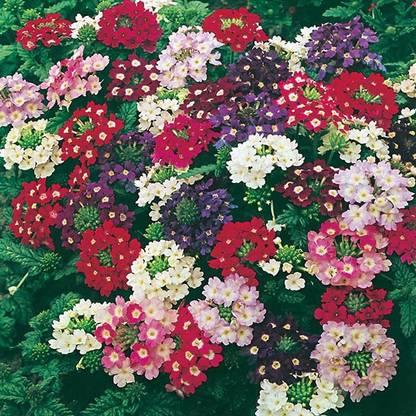 GARDENIFY INDIA VERBINA FLOWER Seed