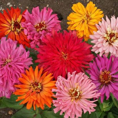 Green World ZINNIZ CACTUS MIXED FLOWER SEEDS Seed