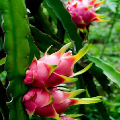 Darjeeling Planters Dragon Tree