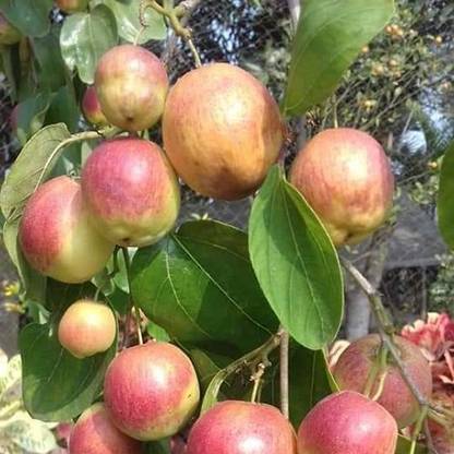 Fruitling Ber Apple Plant