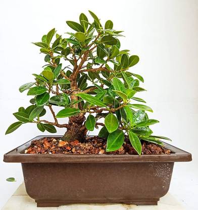 EVY Ficus Bonsai Plant