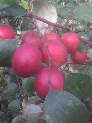 Earth Angels Ber Apple Plant