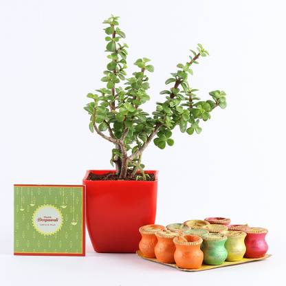 Ferns N Petals Jade Plant In Red Plastic Pot With Set of 12 Matki Wax Diya & Happy Diwali Greeting Card | Diwali Gifts | Diwali Wax Diya Assorted Gift Box