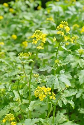 forest craft Sarson Plant / Mustard Plant Seed