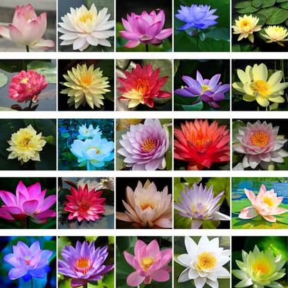 GARDENING CROP Lotus Seeds Mixed (50 Per Packet), Lotus Mixed Seeds, Kamal Gatta Seeds Mixed, Poddo Seed