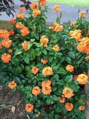 Chalisa Kanakambaram, firecracker flower, tropical flame, Orange colour flowers Seed