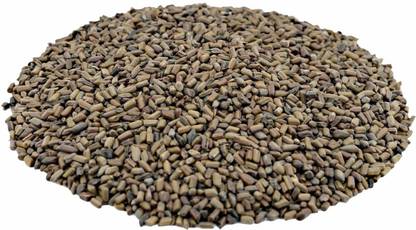 JJWMART Cassia Tora Seed