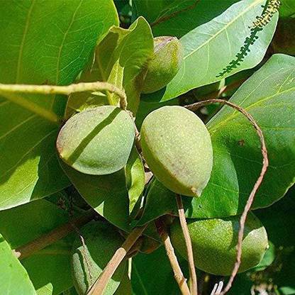 VibeX VVI-55 - Madagascar Almond Mini Badam - (90 Seeds) Seed