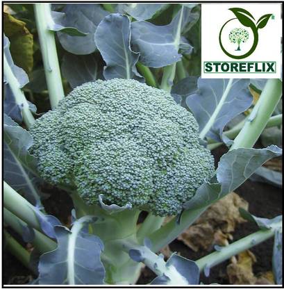 STOREFLIX BROCOLI Seed