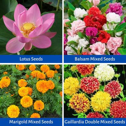 GARDENING CROP 4 Varieties All Season Flower Seeds Combo, Summer, Spring & Winter Season Flower Seeds, Lotus Seeds, ,Balsam Mixed Seeds, Marigold Mixed Seeds, Gaillardia Mixed Seeds, Flower Plants Seed