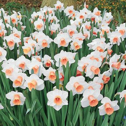 FERNSFLY® Daffodil Seed