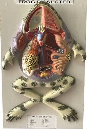WE CARE PSW PRODUCTION FROG DISSECTION Anatomical Body Model