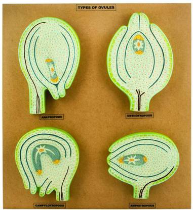 WE CARE PSW PRODUCTION TYPES OF OVULES Anatomical Body Model