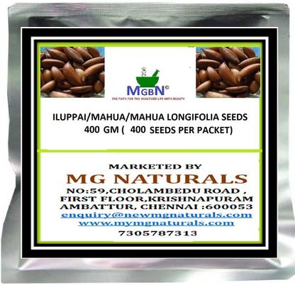 MGBN ILUPPAI / MAHUA / MAHUA LONGIFOLIA SEEDS 400 GM ( 400 SEEDS PER PACKET ) Seed