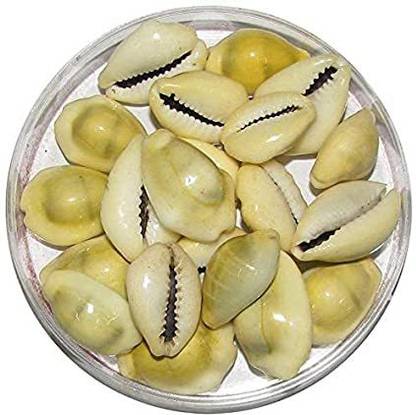 Alokik Golden Yellow Cowrie/Kaudi/Kawri/Kori Sea Shell For Puja And Multi Purpose Uses (51 Pcs.) Earthenware Yantra
