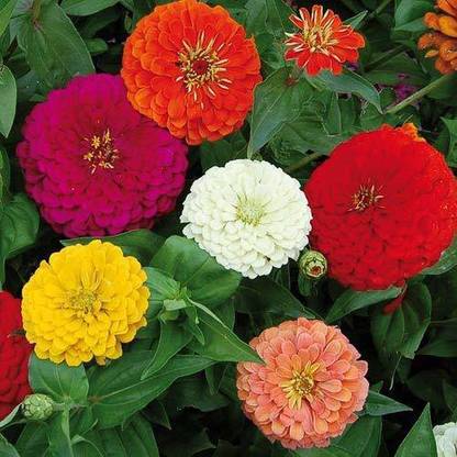 CYBEXIS XLL-86 - Zinnia Dahlia Flowers Mix GMO-free Plant - (270 Seeds) Seed