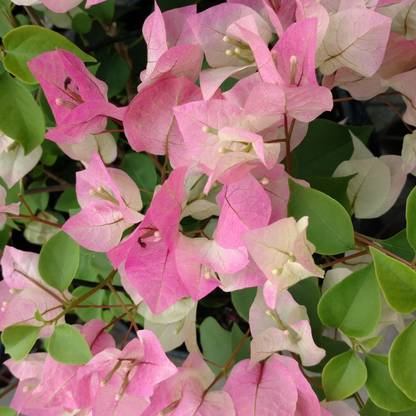 Bijaya Online Store Bougainvillea Plant