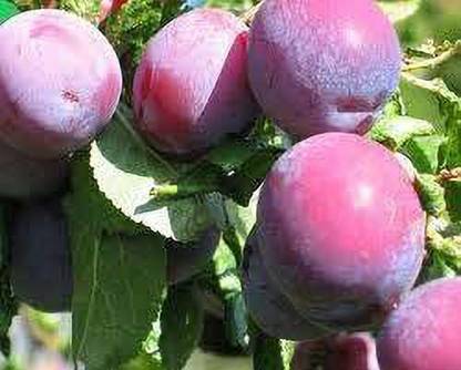 Oxygreenplant Aloo Bukhara/Plum Plant