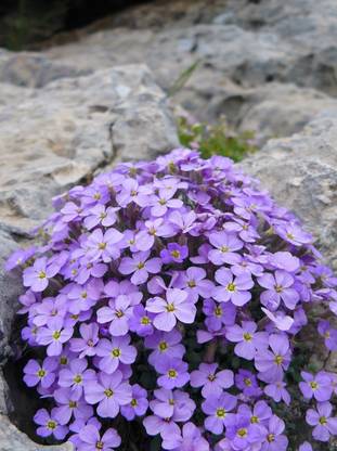 seedagro aubrieta beautiful flower hybrid seeds 1-packet Seed