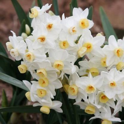 FERNSFLY® IMP. Daffodil Aromatic Flower Bulbs Winter Flower Home Pot Land Gardening Bulbs planting (Pack of 6 Wintersun Daffodil) Seed