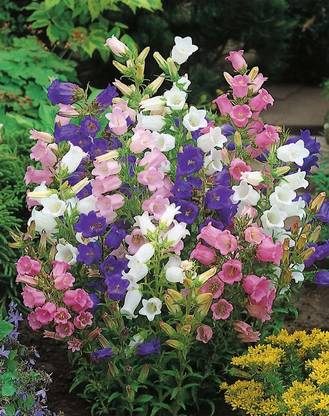 Qualtivate canterbury bells beautiful flower hybrid seeds 1-packet Seed