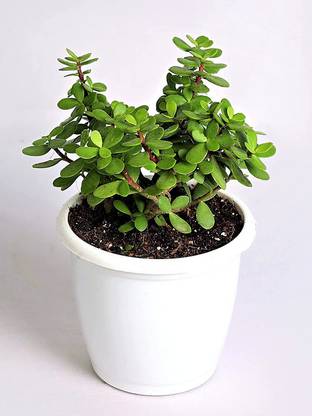 Vijay Sales Bacopa Monnieri
