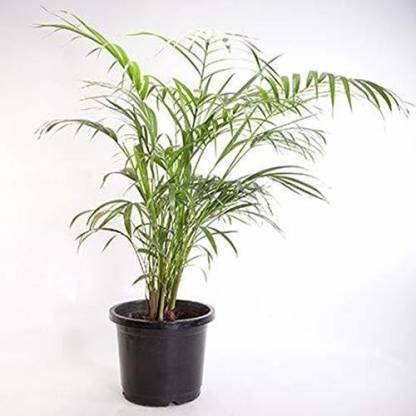 greengrow China Palm Plant