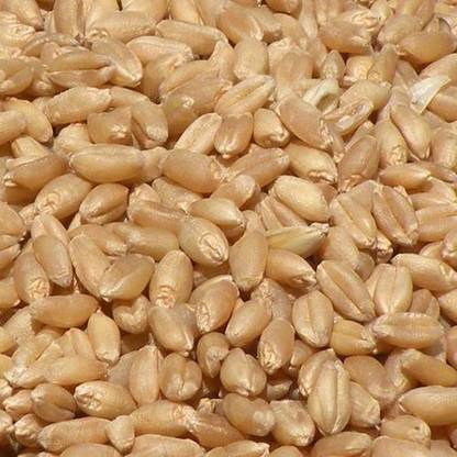 Sampada HD 2967 for Farming & Agriculture (Kheti) Gehu Ka Bheej 10 KG, Type - 2967 Seed